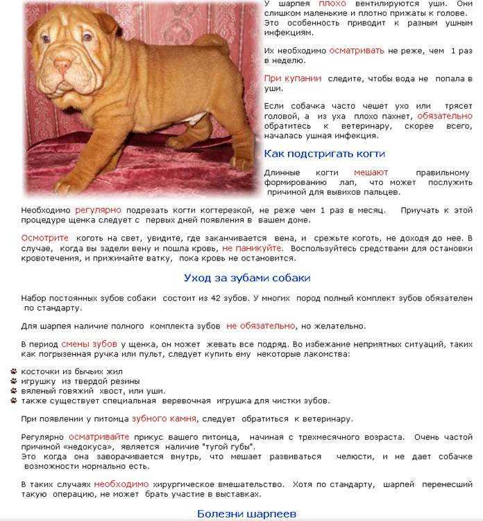 Шарпей: фото, описание породы, характера, здоровья, ухода