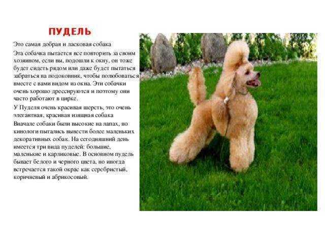 Карликовый пудель