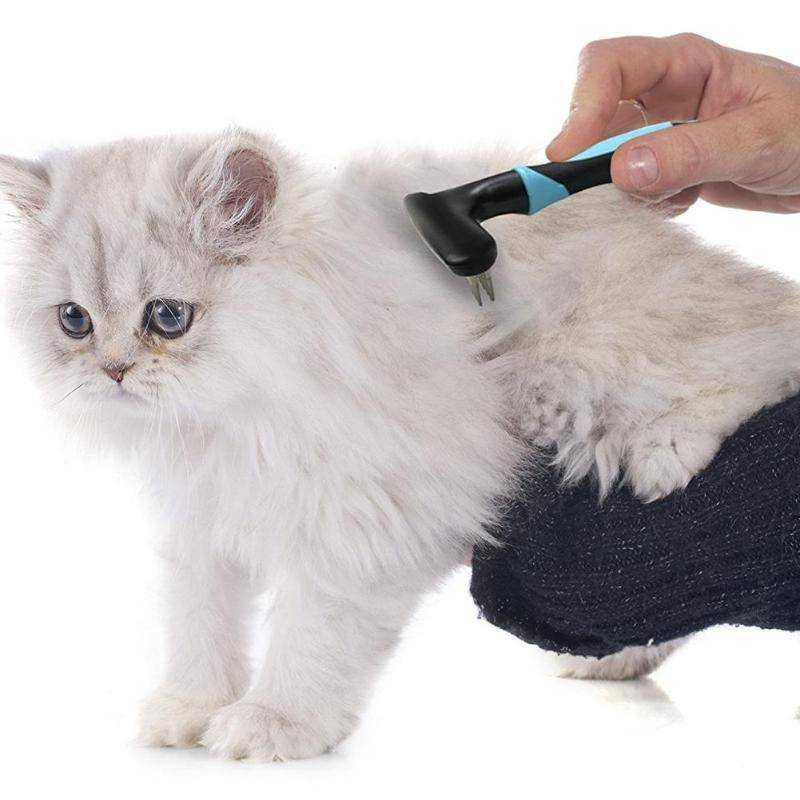 Колтуны у кошки