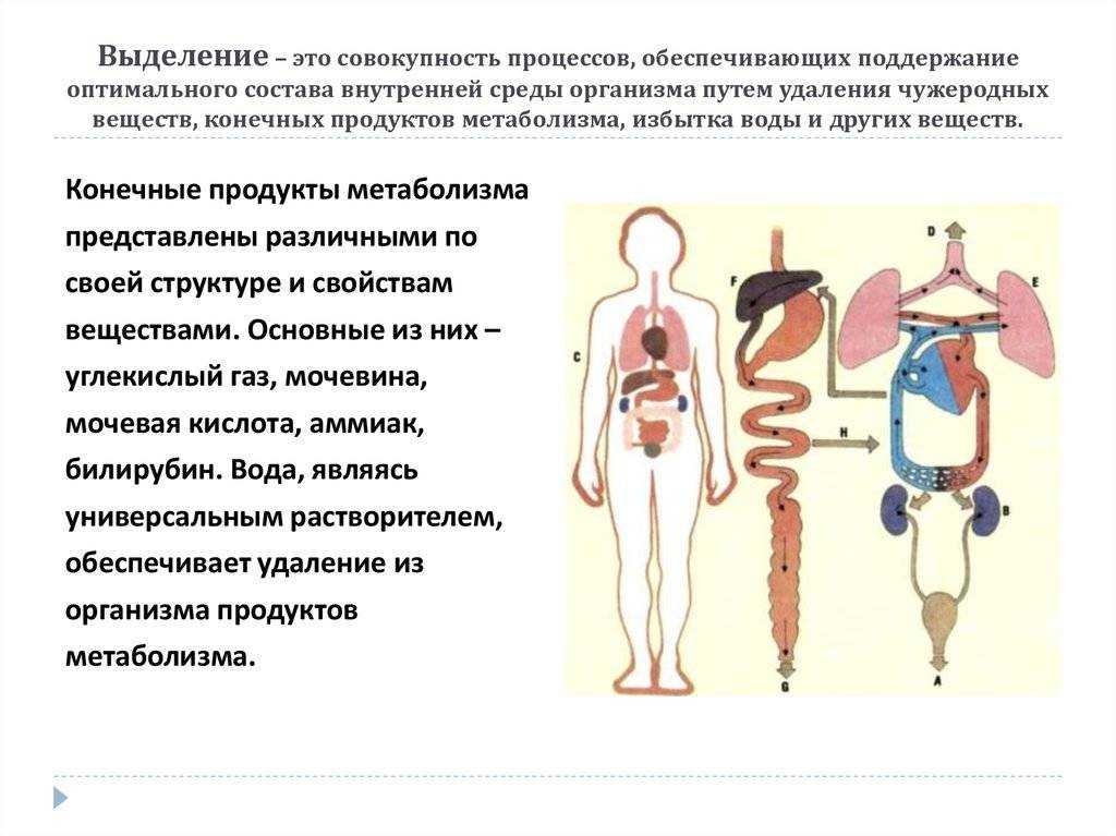 Строение и функции потовых желез у кошек: умеют ли коты потеть на самом деле