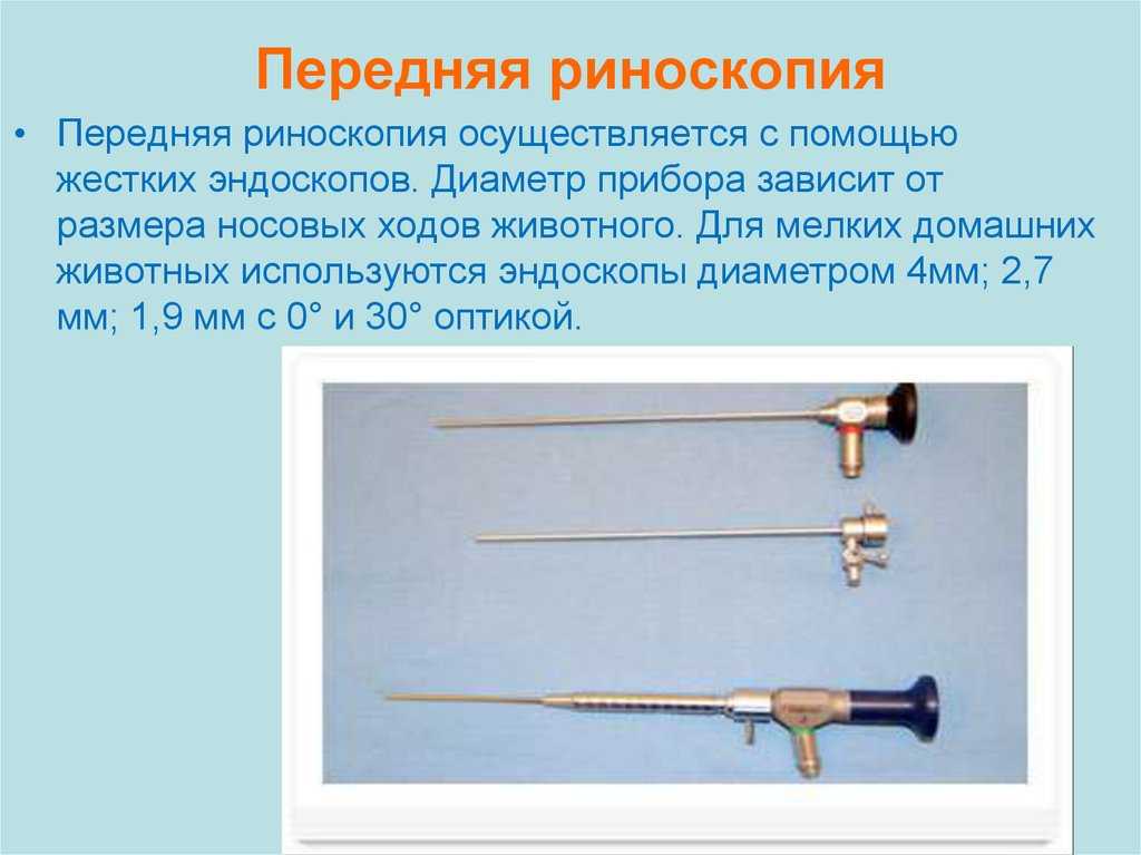 Операция у любимца — готовимся правильно!