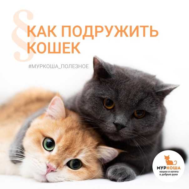 Вторая кошка в доме - питомник шотландских кошек style jasmine г. санкт-петербург