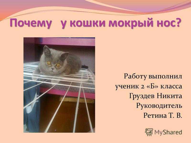 Сухой нос у котенка – норма или отклонение? в каких случаях сухой нос котенка означает болезнь, что делать, если нос горячий - автор екатерина данилова - журнал женское мнение