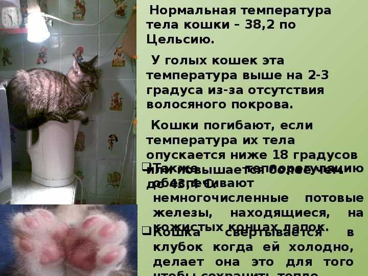 Температура тела у кошек и котят: норма и отклонения