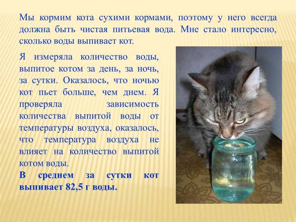 Что делать, если кошка не ест, причины и решения проблемы, видео