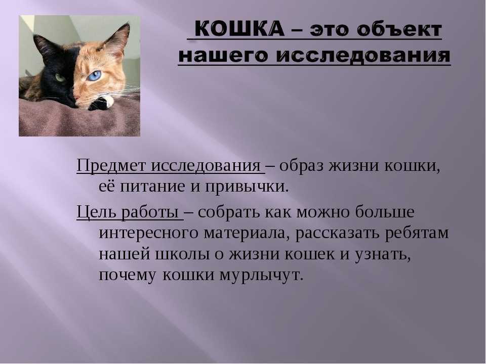 Почему мурлыкают кошки когда их гладишь: как это происходит и откуда издаётся звук