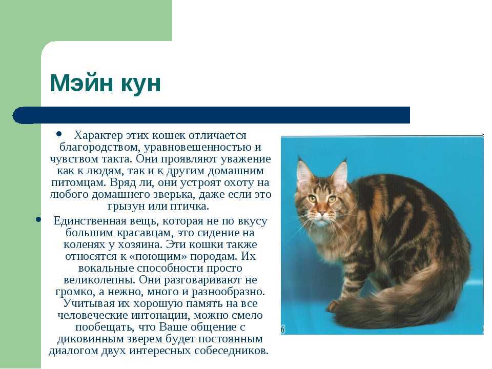 Уход и содержание мейн-куна