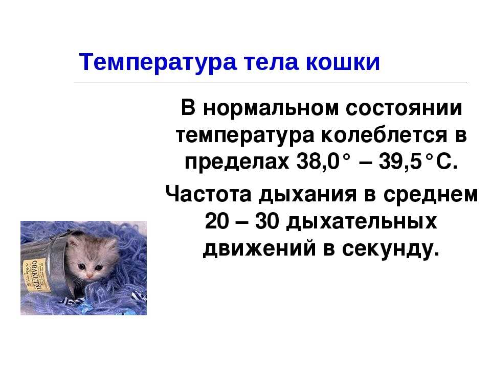 Как правильно измерить температуру у кошки, термометры и инструкция