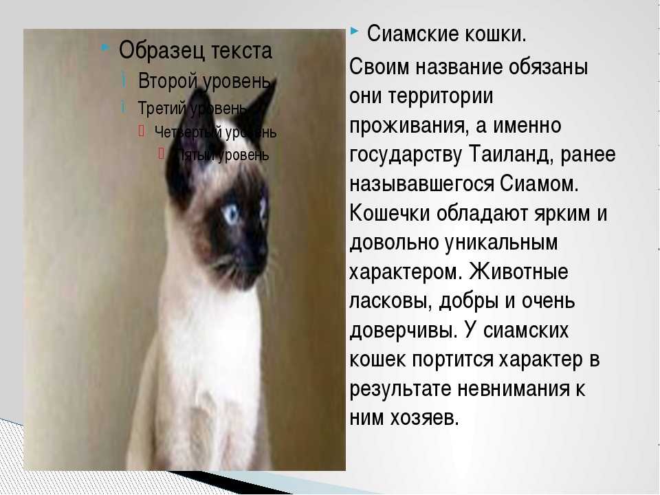 Содержание сиамской кошки