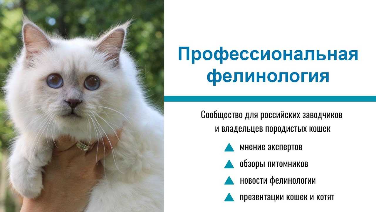 Выставки кошек и присваиваемые на них титулы важнейший инструмент контроля качества племенных животных