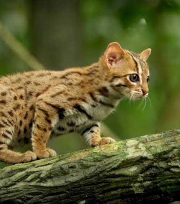 Ржавая кошка (лат. prionailurus rubiginosus)