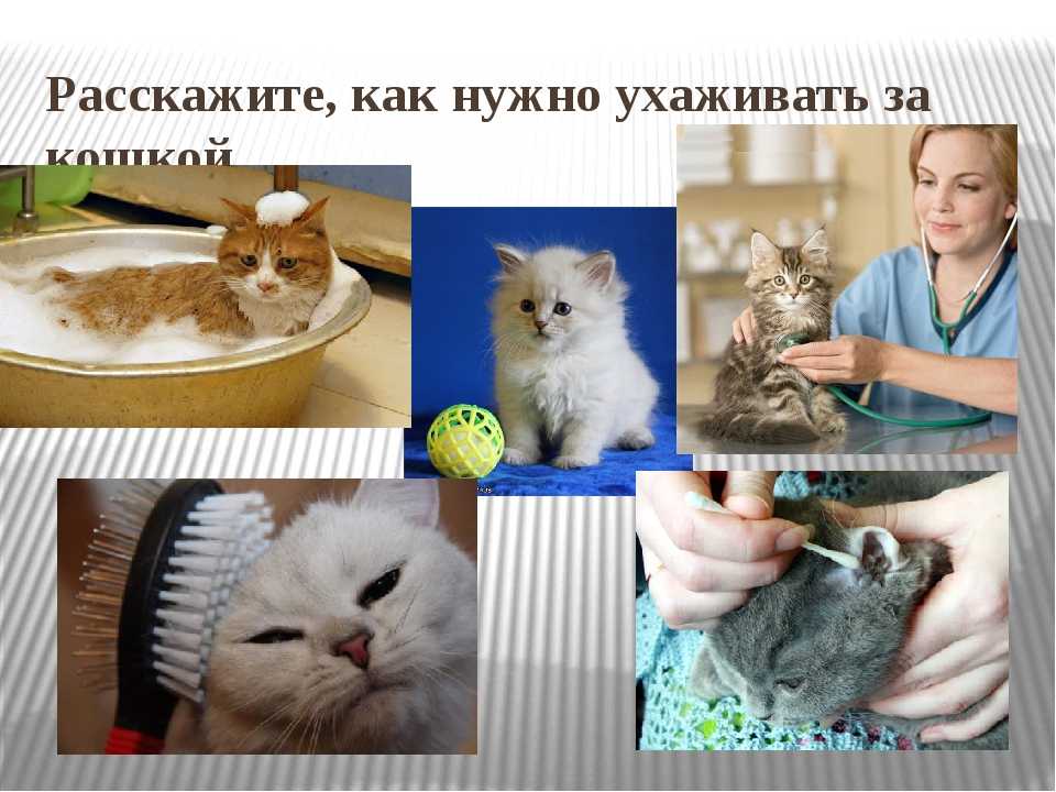 Уход за кошками: как правильно ухаживать за кошками в домашних условиях, правила содержания