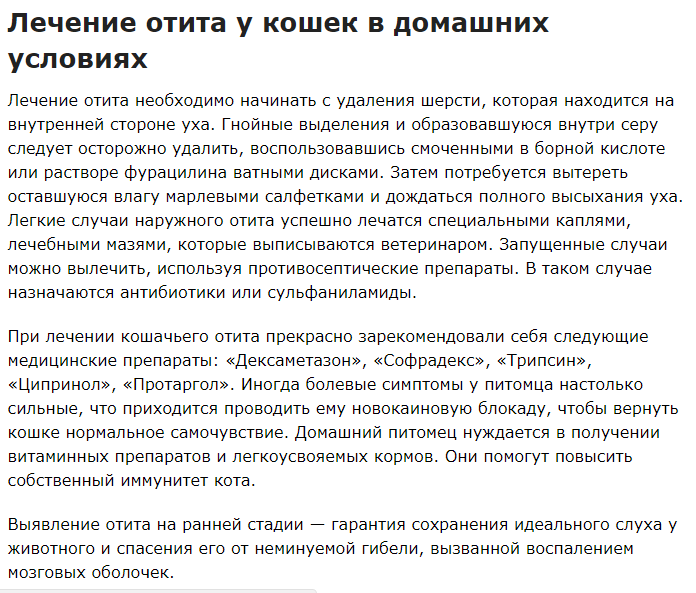 Воспаление уха у кошки: признаки, виды отита, лечение в домашних условиях, возможные осложнения, меры профилакткии