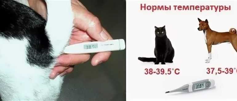 Как понять, что у кошки температура: проверяем с помощью градусника и внешним признакам | звери дома