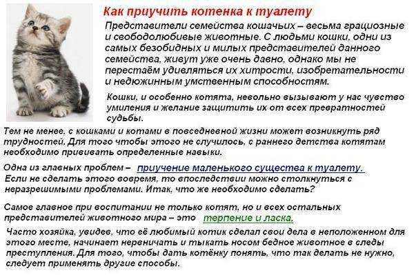 Подобрали котенка с улицы: первые действия без резких движений. когда и зачем нести найденыша к ветеринару, с каких процедур начать, а какие лучше отложить