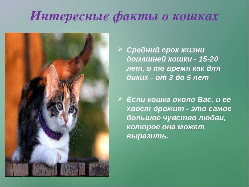 Поведенческие особенности и интересные факты о кошках