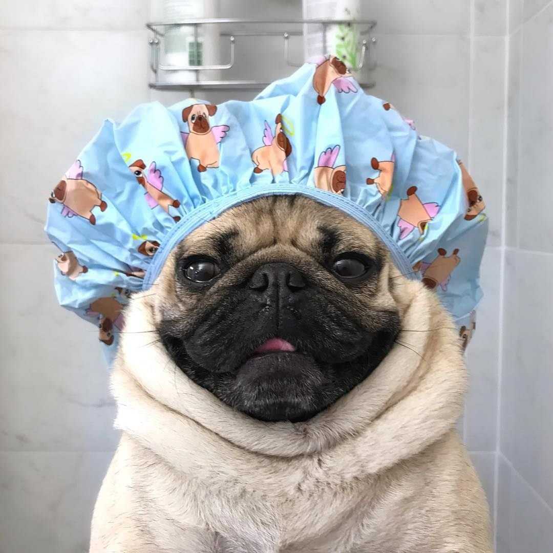 Мопс смешной