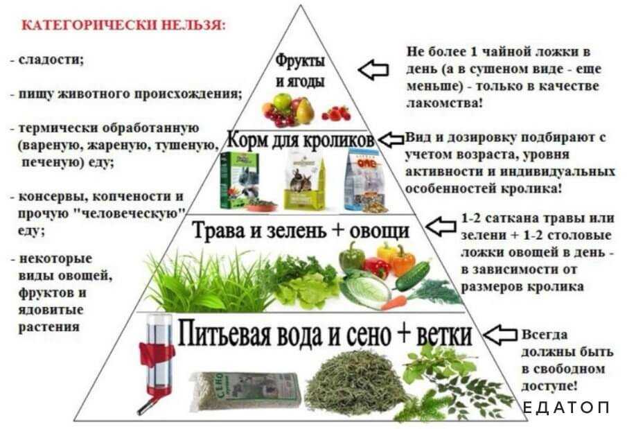 Чем можно кормить домашнего кролика. Рацион питания декоративного кролика. Чем можно кормить декоративного кролика. Какие продукты можно давать кролику.