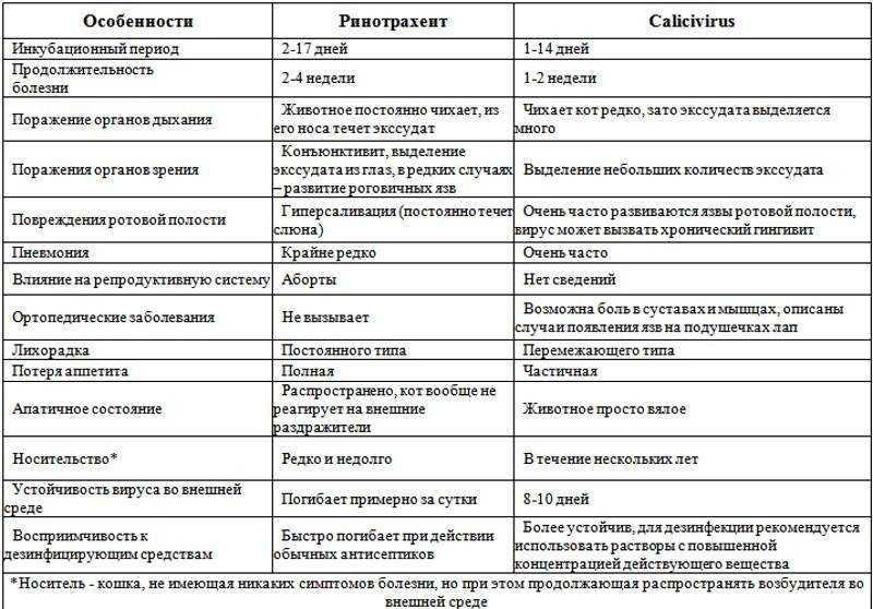 Кошка заболела - симптомы, что делать, как лечить