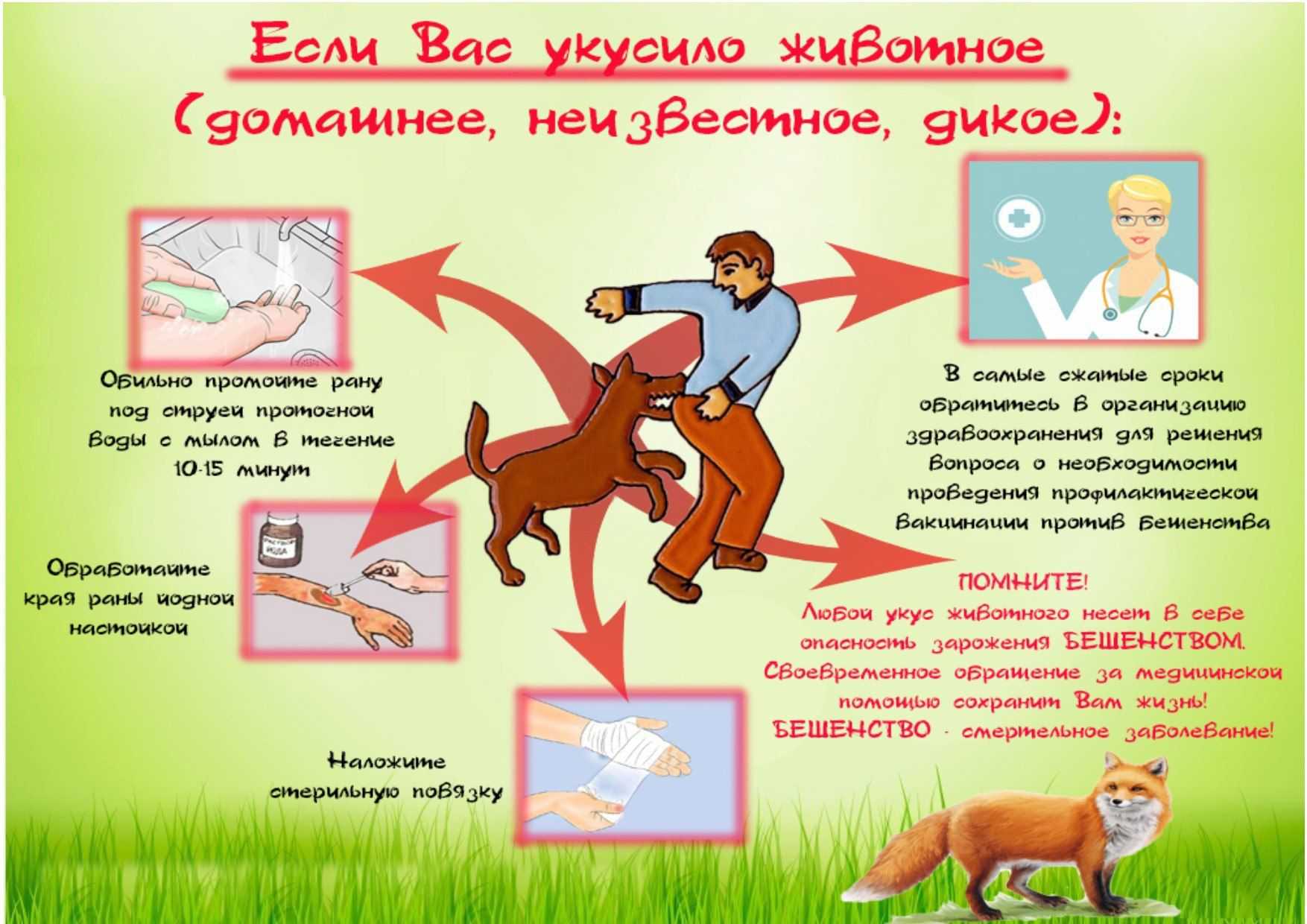 Вредные вещества в бытовой химии для кошек
