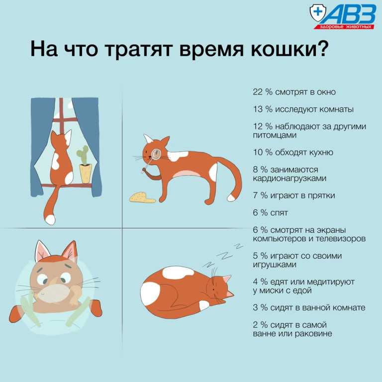 Как сделать кошку ласковой