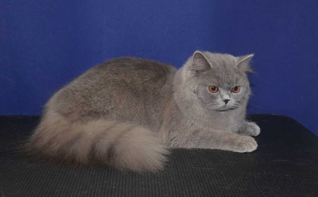 Британская короткошерстная кошка