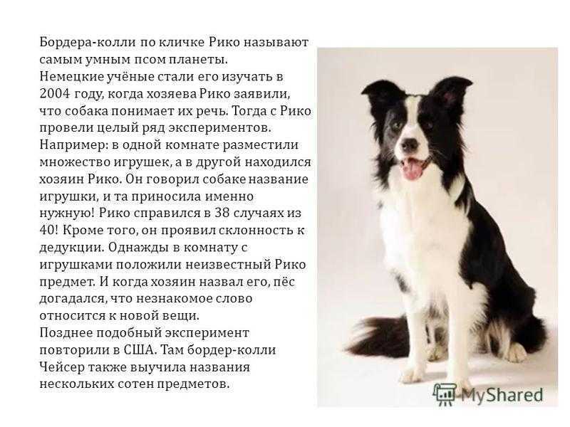 Описание породы собак бородатый колли: характер, уход, предназначение