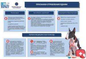 Как понять, что собака отравилась: признаки и симптомы отравлений, помощь псу