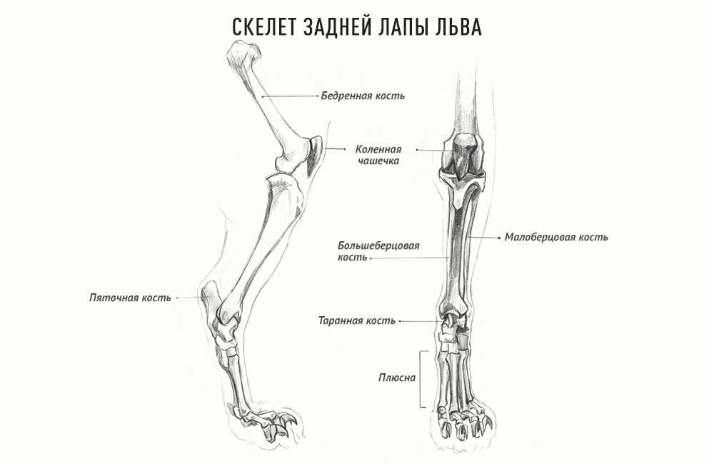 Лапки-царапки: считаем пальцы у кошки