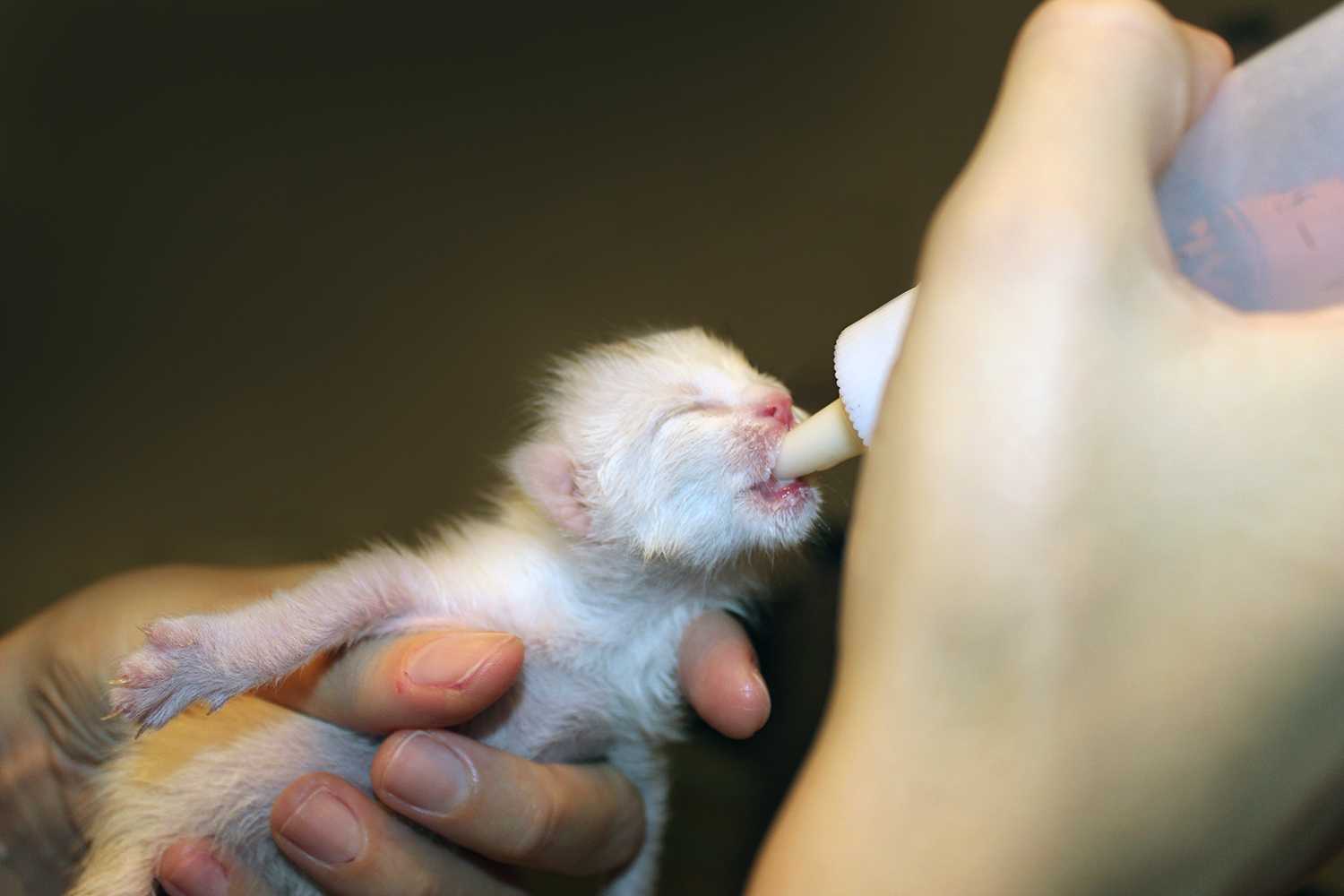 Чем кормить котят в 1 месяц