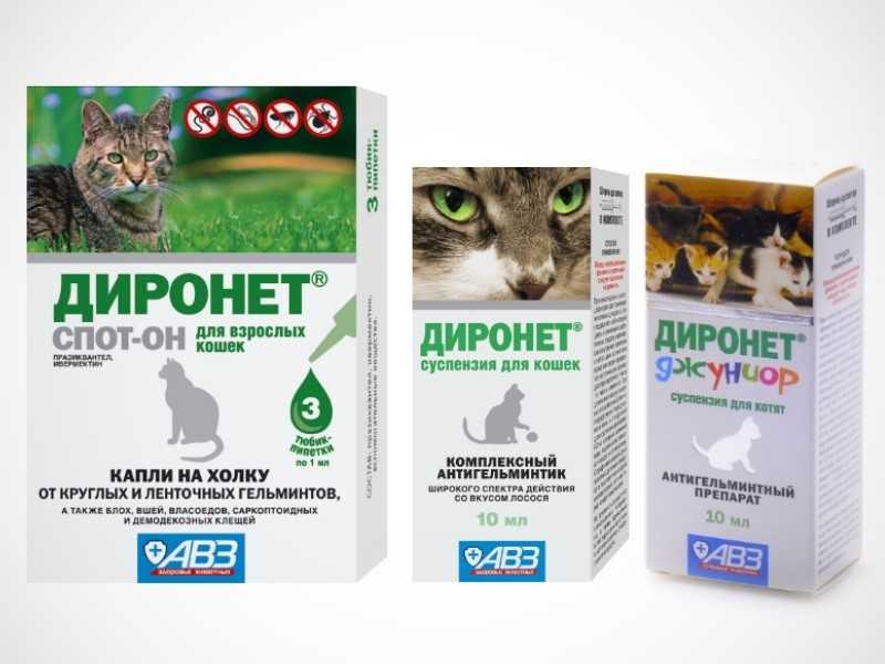 Как вывести глистов у котенка: лечение и профилактика