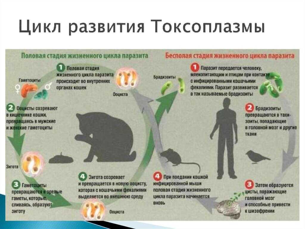 Токсоплазмоз у собак: причины, симптомы и способы лечения | блог ветклиники "беланта"