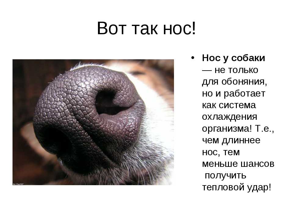 Какой нос должен быть у здоровой собаки