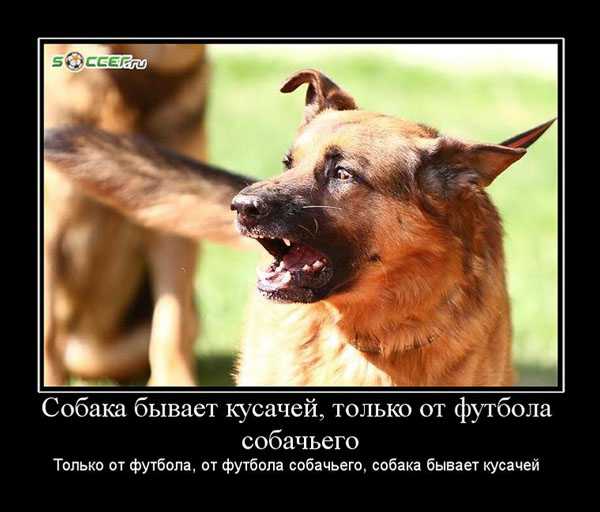 Как отучить щенка кусаться, хватать хозяина, беситься: эффективные способы