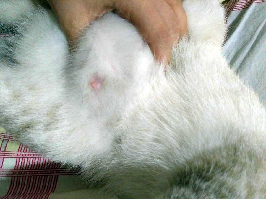 После стерилизации у кошки на животе шишка: под кожей или над швом, причины, чем лечить_ | wwwcat.ru