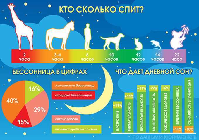 Собака и ее сон: проблемы и вопросы | блог ветклиники "беланта"
