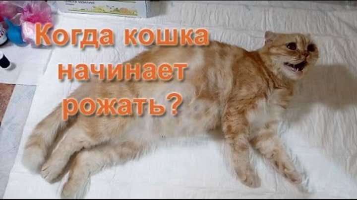 Как принять роды у кошки. история как рожала из практики