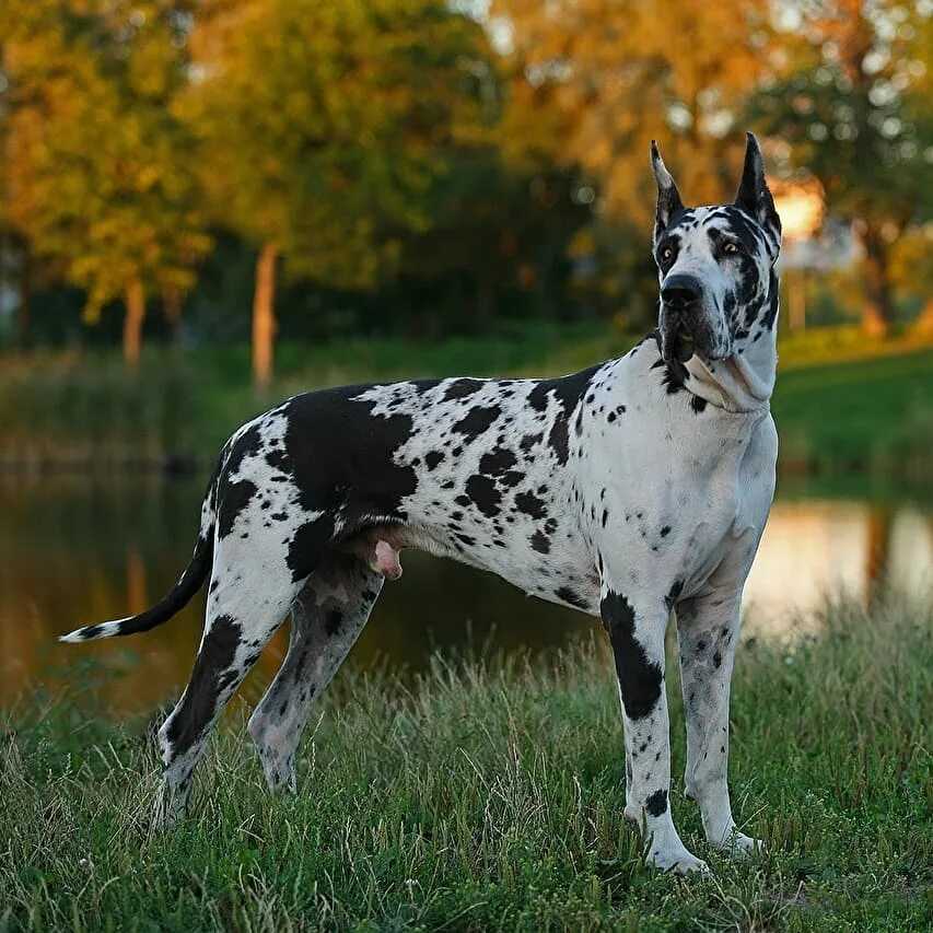 Немецкий дог