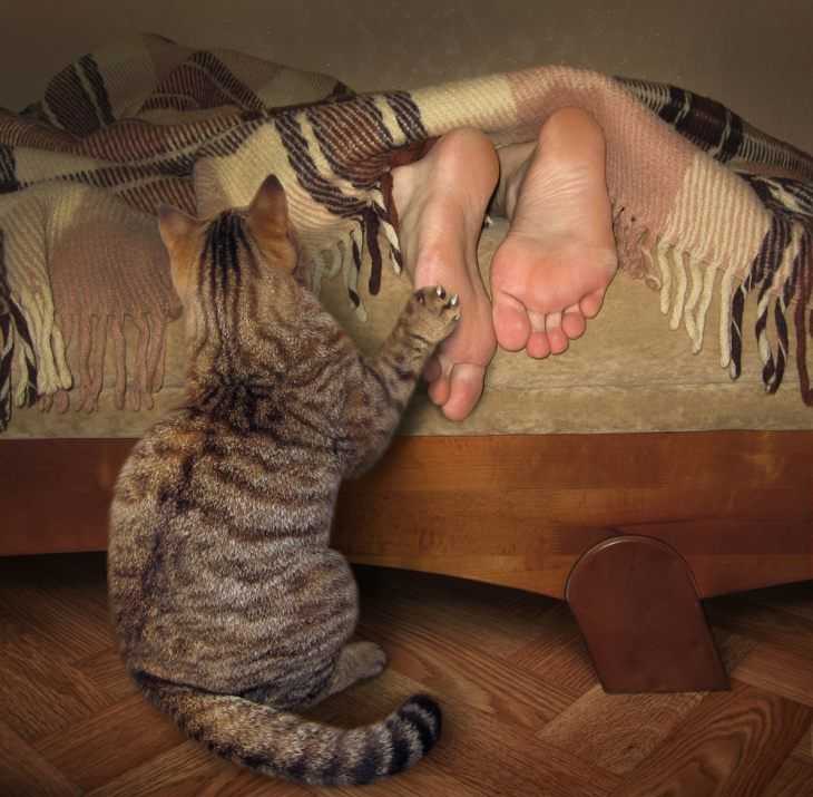 12 проверенных способов успокоить кошку ночью