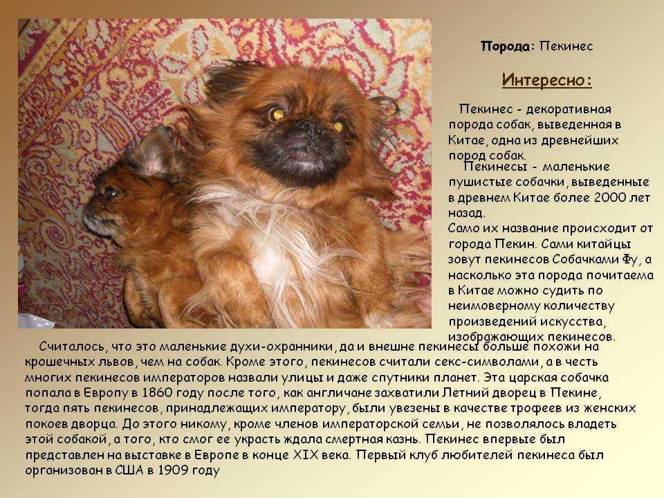 Пекинес: фото, описание породы, характера, ухода, здоровья
