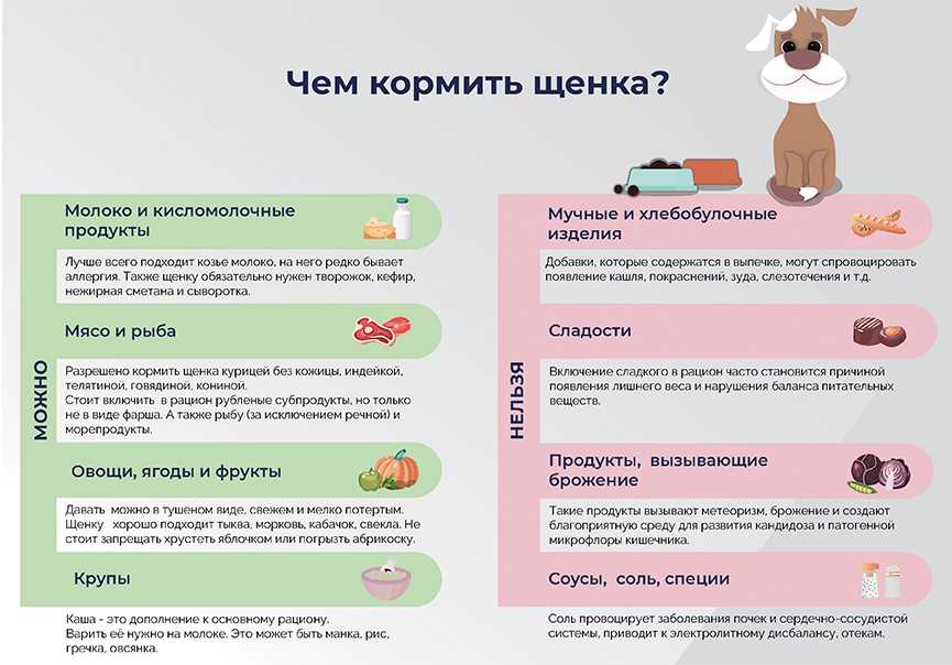 Как выкормить новорождённого щенка | блог ветклиники "беланта"