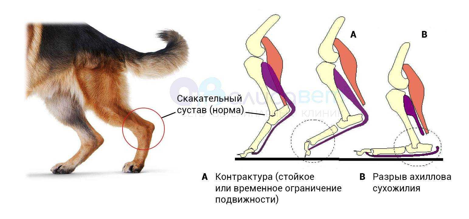 Что делать, если у собаки слабые задние лапы