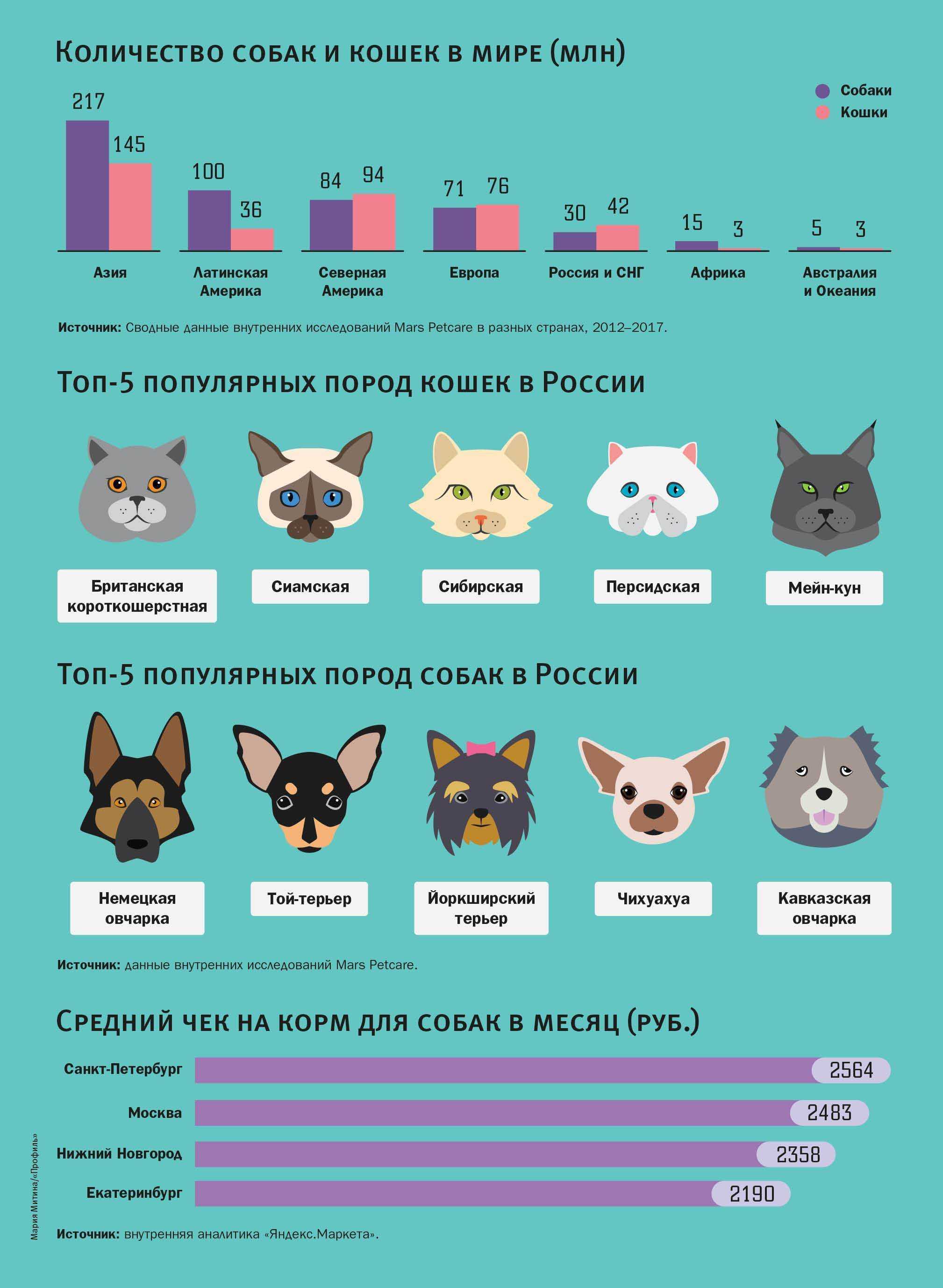 Самые популярные породы кошек: топ-10