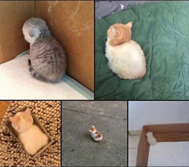 Что делать если кошка обиделась на меня – не обижайте кошек