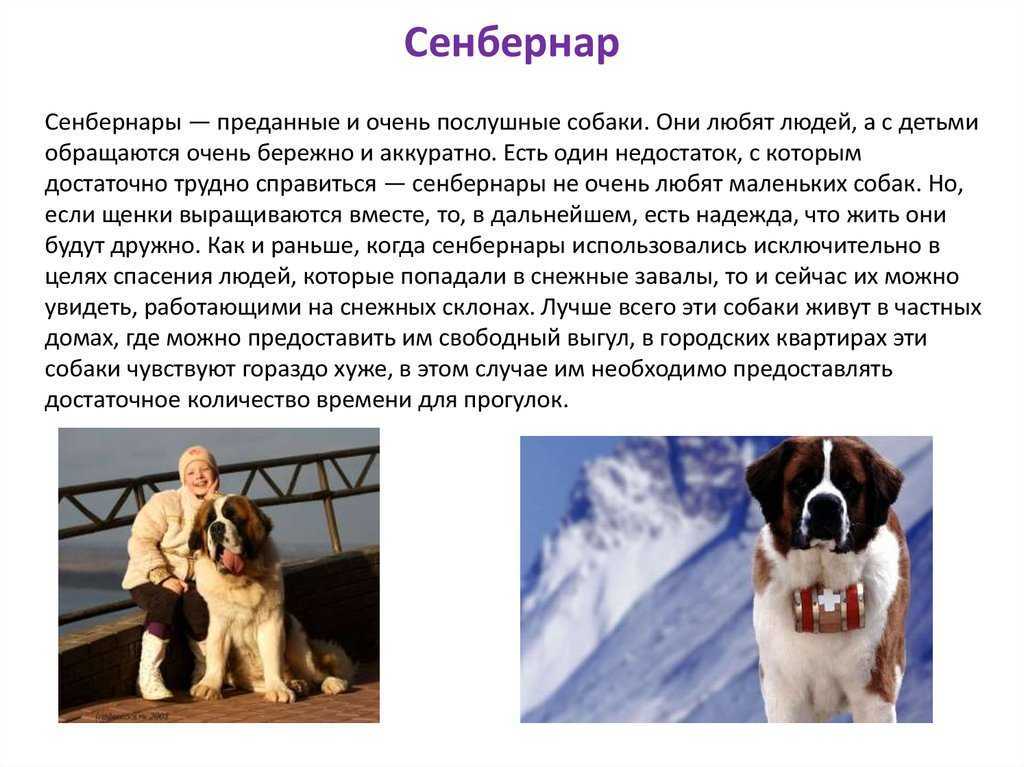 Сенбернар