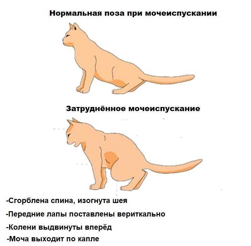 У кошки отказали задние лапы: причины, как проявляется, первая помощь, лечение