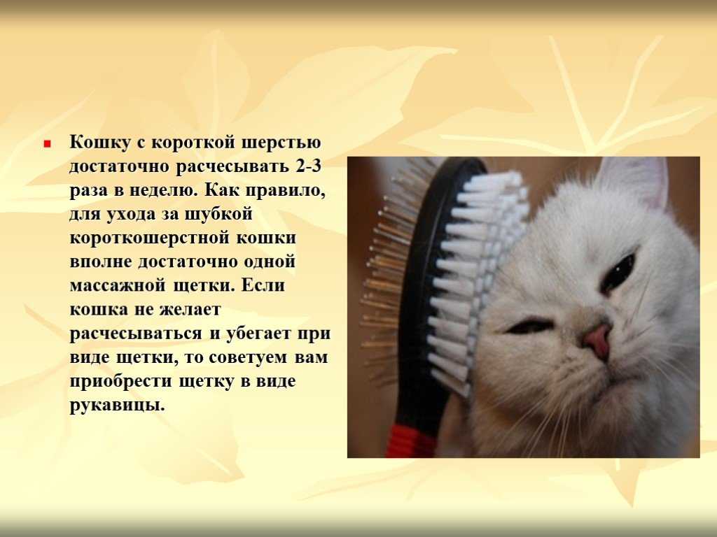 Кормление пожилой кошки и кота: готовые корма или натуральное питание