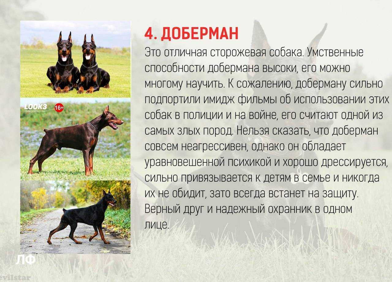 Все породы собак для квартиры: большой обзор (+ фото) | звери дома