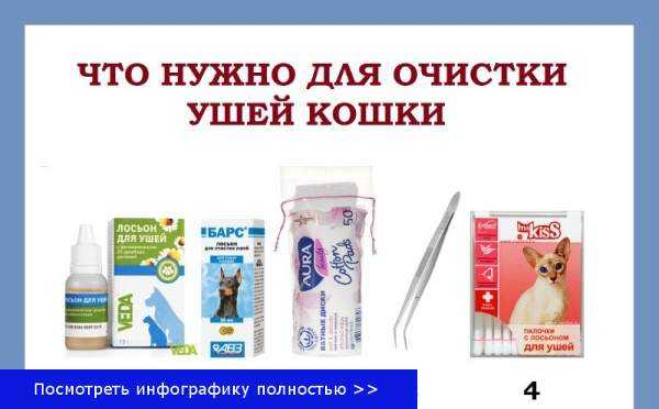 Раны у кошек - первая помощь и и обработка, лечение гнойных ран. ветеринарная клиника "зоостатус"