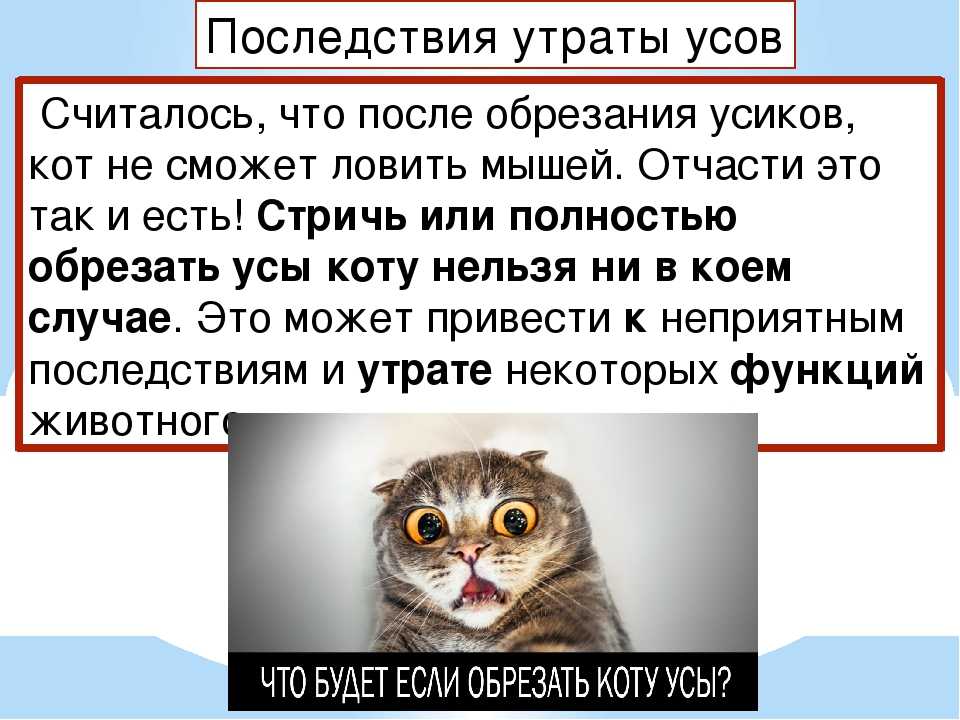 Предназначение кошачьих усов и хвоста |